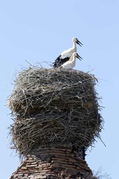 Storks in stork nest — Stock Photo, Image