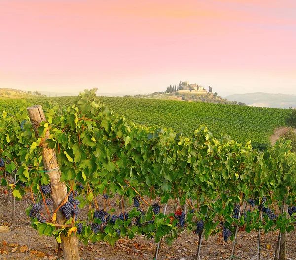 Vineyard günbatımı — Stok fotoğraf