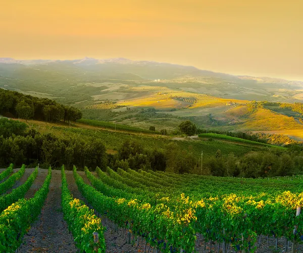 Italské vinice — Stock fotografie