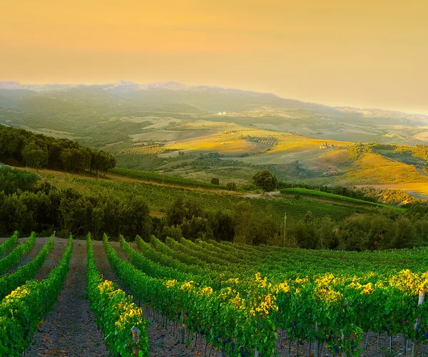 Italské vinice — Stock fotografie