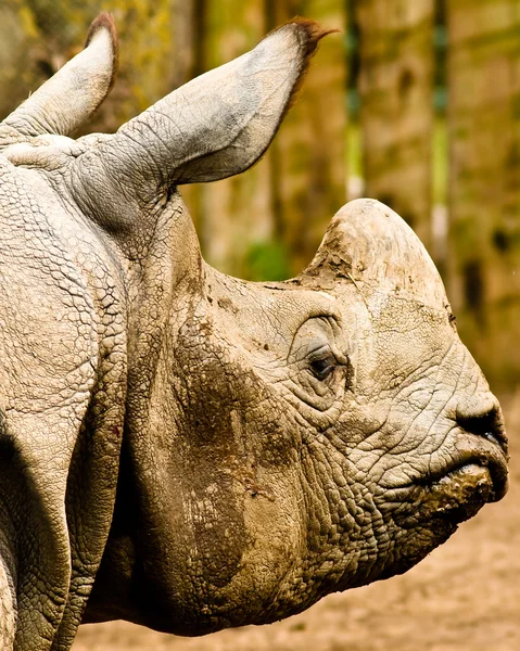 Cabeça de rinoceronte — Fotografia de Stock
