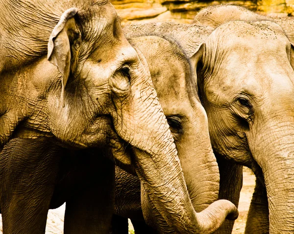 Elefanter huvuden — Stockfoto