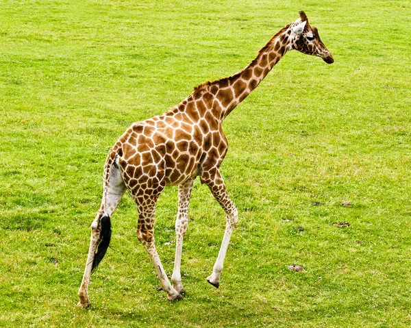 Giraffenbaby Stockbild