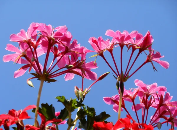 stock image RED FLOWER