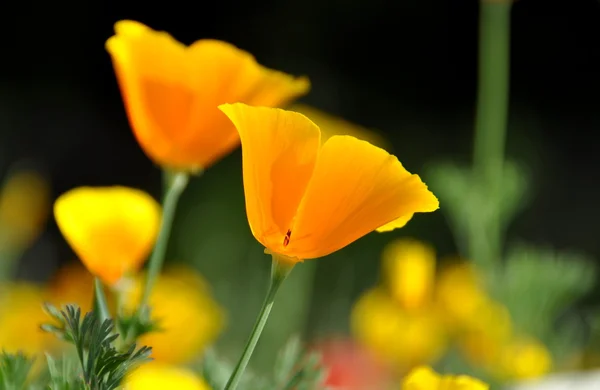 stock image YELLOW AND RE POPPY