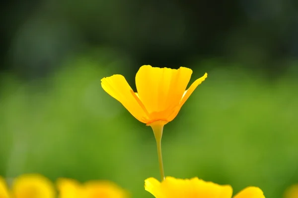 Papavero giallo — Foto Stock