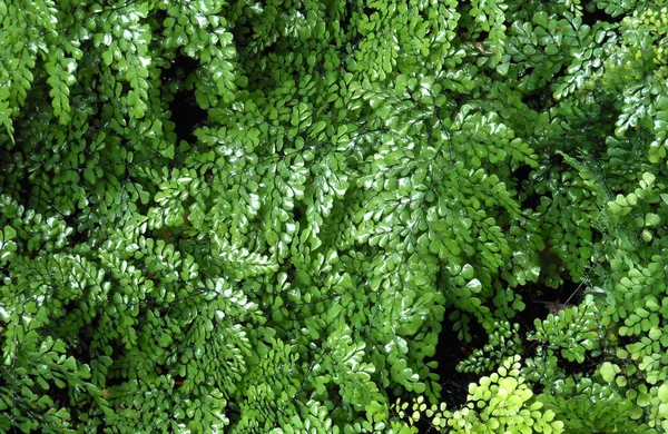 Grüne Blätter mit Tropfen — Stockfoto