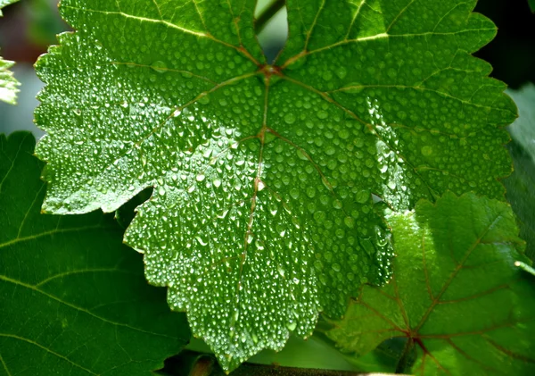 Gren 叶子与水滴 — 图库照片
