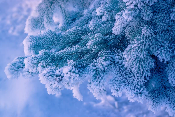 Dekoratif çam ve kar — Stok fotoğraf