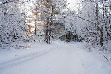 Winter road in forest clipart