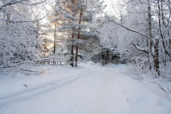 Winterweg in het bos — Stockfoto