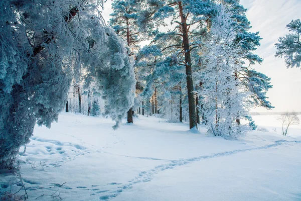 Camino forestal en período de frío —  Fotos de Stock