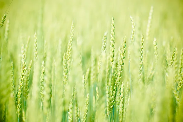 壁纸绿色领域与黑麦种植的光线 — 图库照片