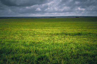 Background field with green grass vignette on plains clipart