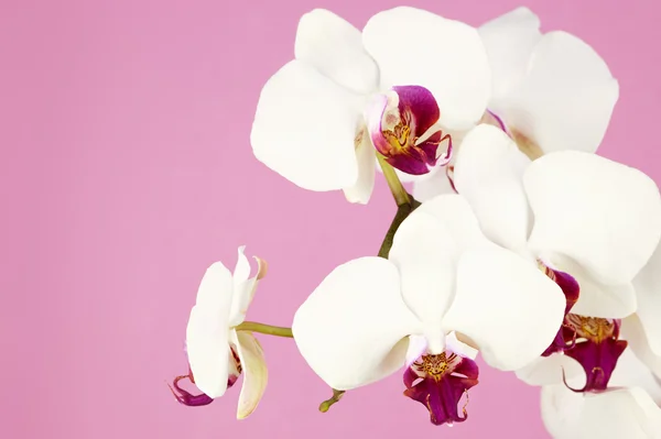 Ramo de orquídea blanca — Foto de Stock