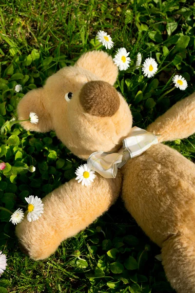 The sun shines on Teddy... — Stock Photo, Image