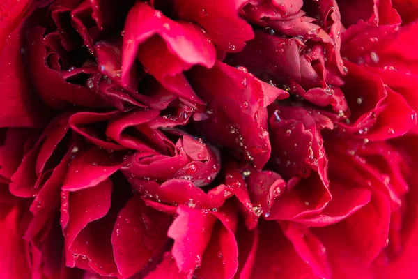 Rode peony achtergrond, abstract — Stockfoto