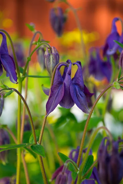 Lilac columbine flower — Stock Photo, Image