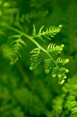 Fern background clipart