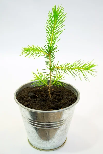 Small spruce seedling — Stock Photo, Image