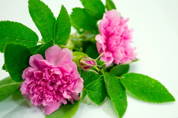 Tornedal rose (Rosa majalis) — Stock Photo, Image