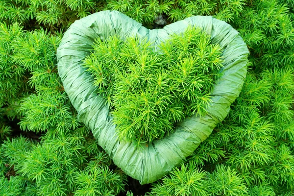Corazón verde verde — Foto de Stock