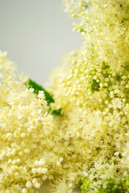 Meadowsweet buket