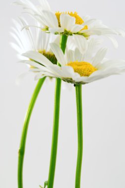 Daisy´s in studio...