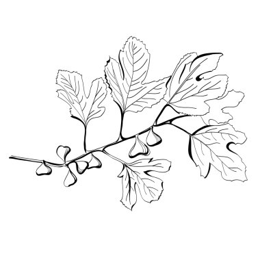 Stylized black and white drawing of a branch of fig tree clipart