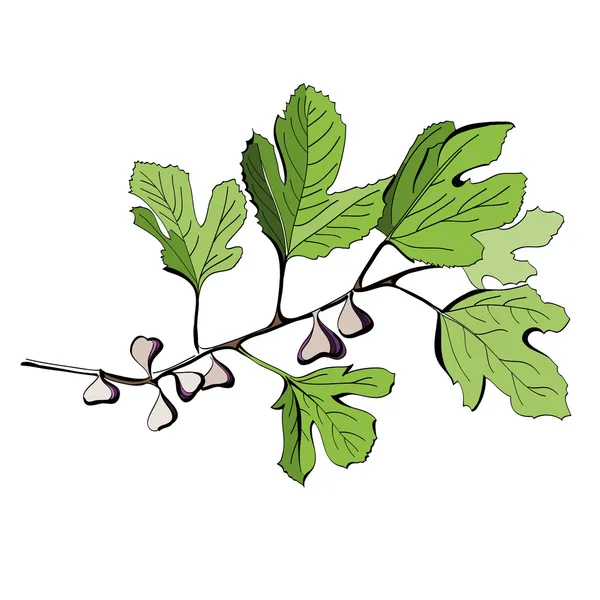 Desenho colorido estilizado de um ramo de figueira — Vetor de Stock