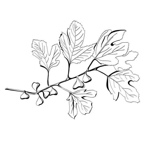 Stylized black and white drawing of a branch of fig tree — Stock Vector
