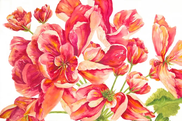 Rode geraniums — Stockfoto