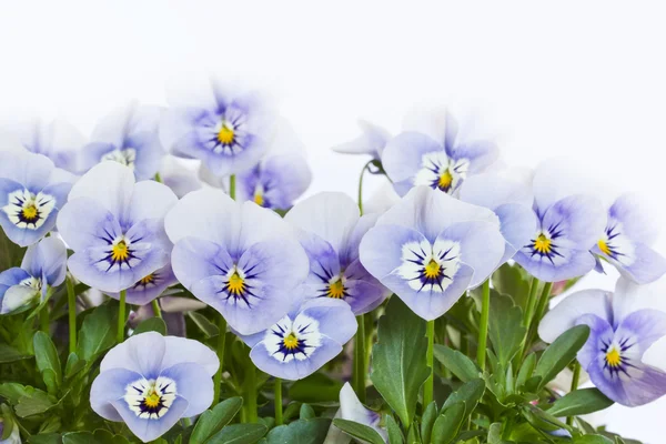 Viola cornuta Blüten — Stockfoto
