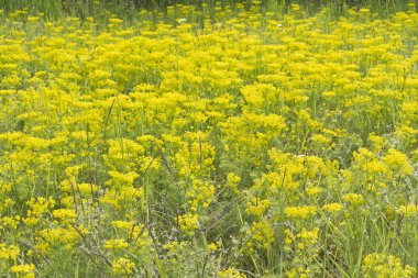 Selvi spurge (Euphorbia Cyparissias) bir çayır üzerinde