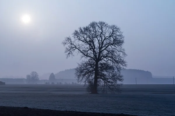 Árvore sem folhas no nevoeiro da manhã na Baviera rural, Alemanha — Fotografia de Stock
