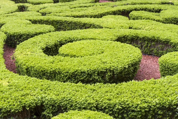 Boxwood in a park in Paris, France — Stock Photo, Image