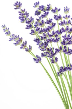 Lavender flowers (Lavandula angustifolia) clipart