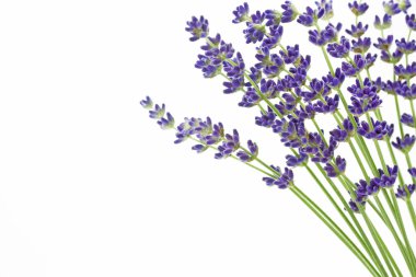 Lavanta çiçekleri (Lavandula angustifolia)