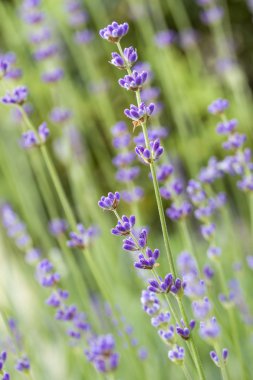 Lavanta çiçekleri (lavandula angustifolia), sığ dof