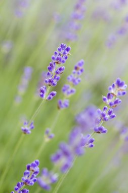 Lavanta çiçekleri (lavandula angustifolia), sığ dof