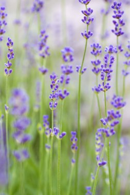 Lavanta çiçekleri (lavandula angustifolia), sığ dof