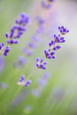 Lavanta çiçekleri (lavandula angustifolia), sığ dof