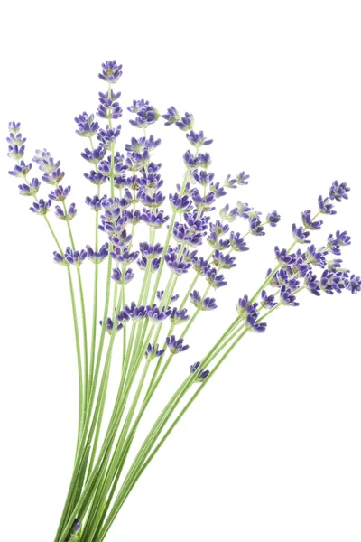 stock image Lavender flowers (Lavandula angustifolia)