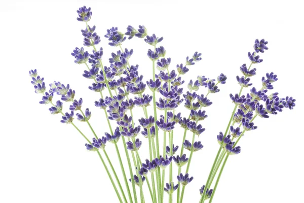 Bloemen lavendel (Lavandula angustifolia) — Stockfoto