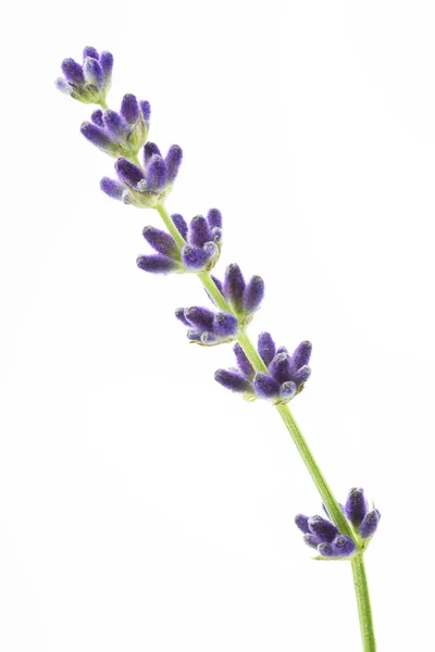 Lavender flowers (Lavandula angustifolia) — Stock Photo, Image