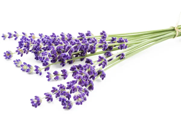 stock image Lavender flowers (Lavandula angustifolia)