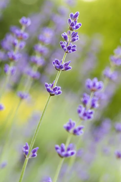 Lavender flowers (Lavandula angustifolia), shallow DOF — Stock Photo, Image