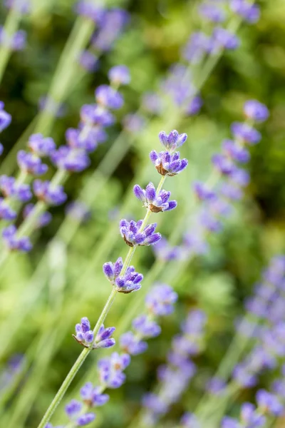Lavendel (lavandula angustifolia), ondiep dof — Stockfoto