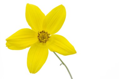 Bidens Ferulifolia or Verbena Amarilla flower clipart