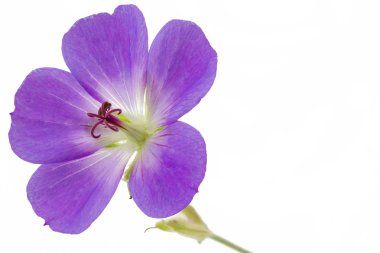 Beyaz arka planda (Sardunya mor Cranesbill çiçek)